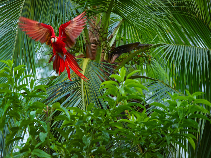 Amazonie au Pérou Amazonie au Pérou