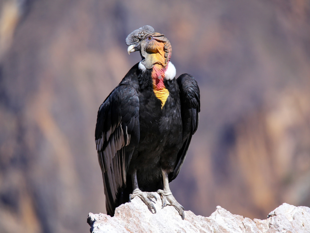 Condor des Andes