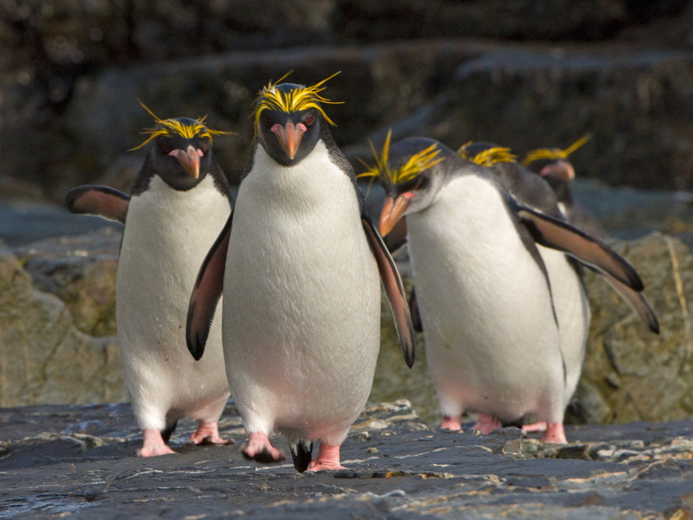 Manchots de Magellan