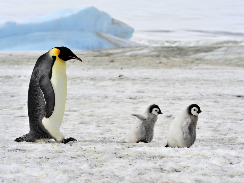 Manchots, petits et grands