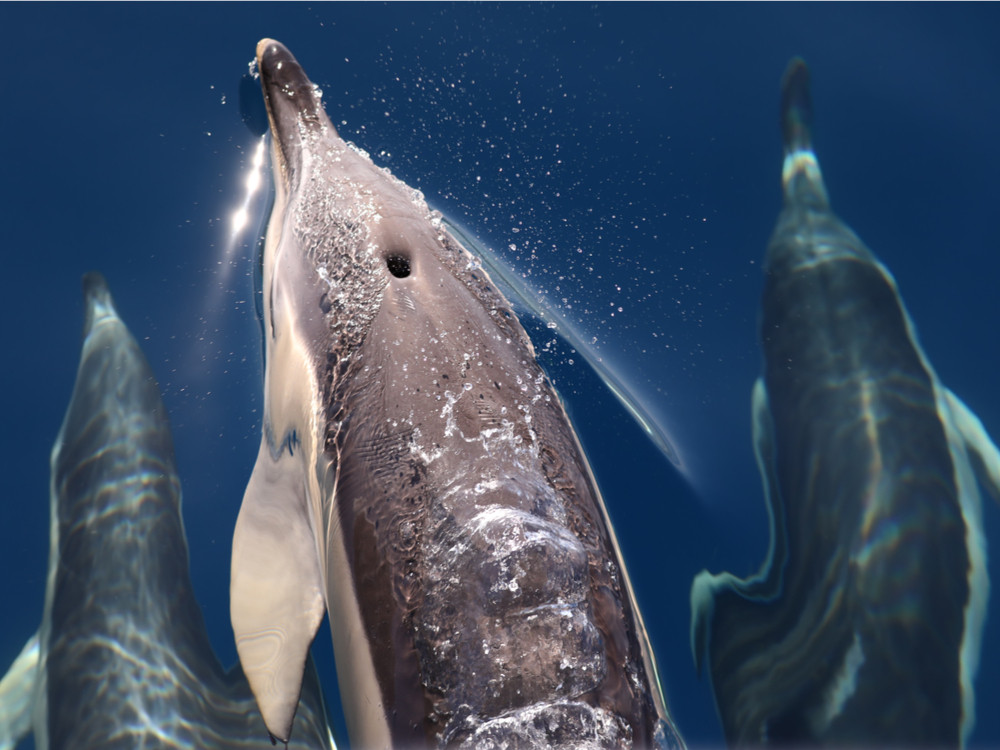 Dauphins des Açores