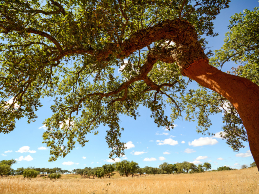 Nature au Portugal