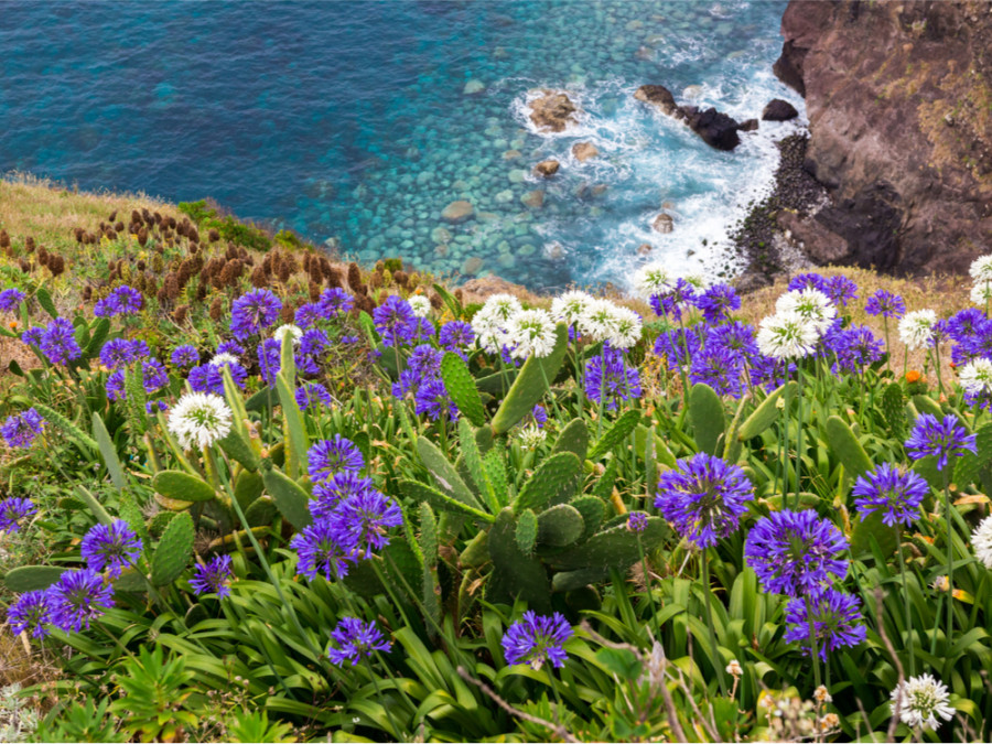 Fleurs à Madère Fleurs à Madère