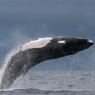 Image pour Safari de baleines