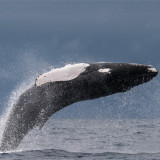 Image pour Baleines aux Açores
