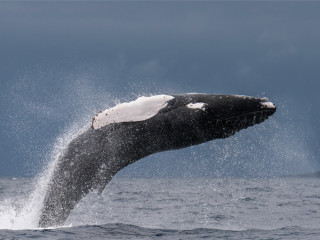 Image pour Baleines aux Açores