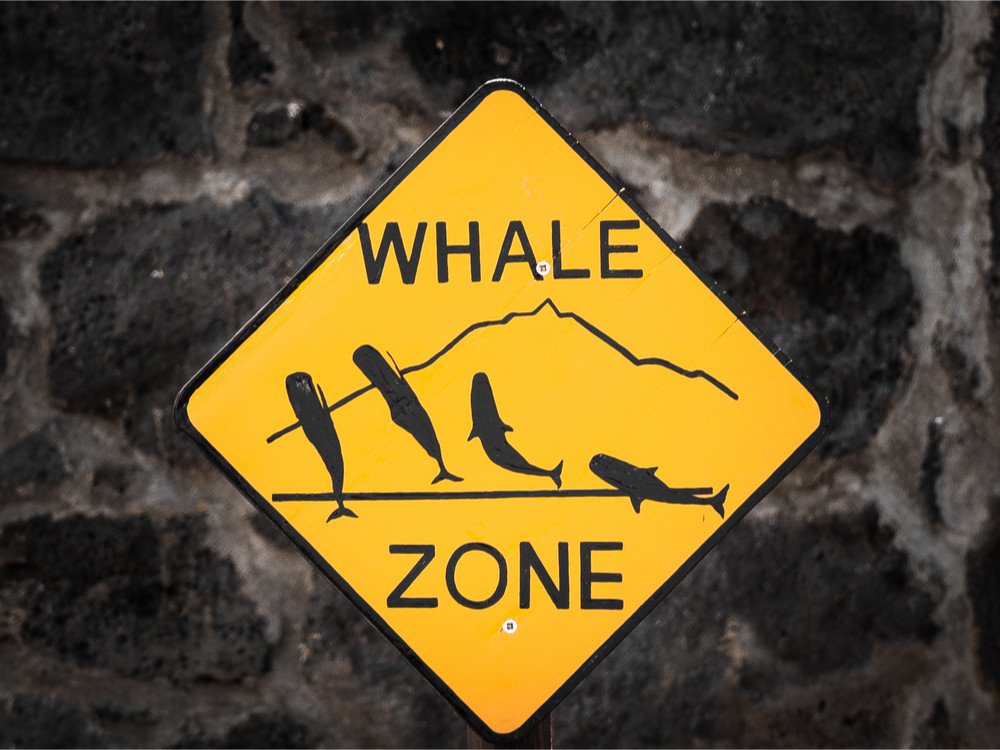Baleines signalement