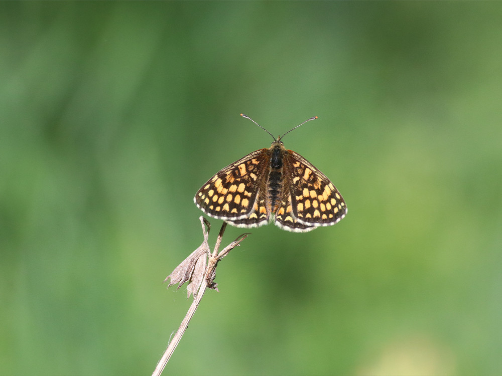 Petit papillon