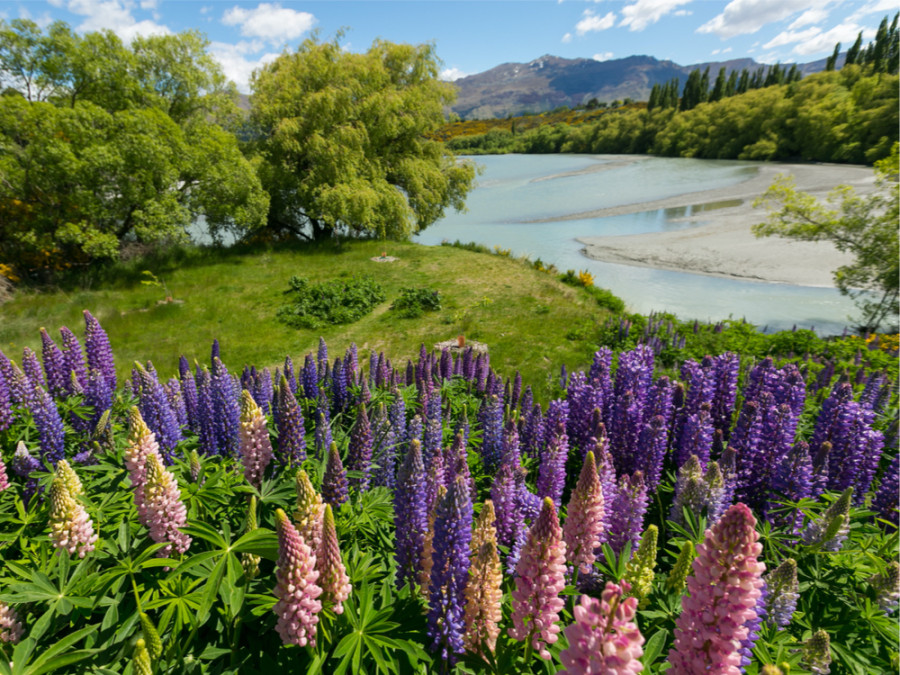 La nature à Queenstown La nature à Queenstown
