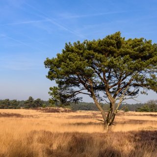 Image pour Kalmthoutse Heide