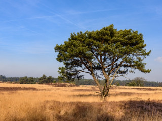 Image pour Kalmthoutse Heide
