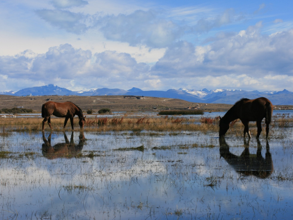 Patagonie chevaux