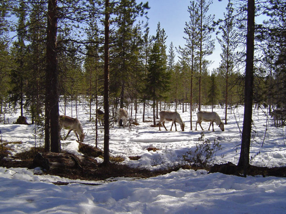 Pyhatunturi, Finlande