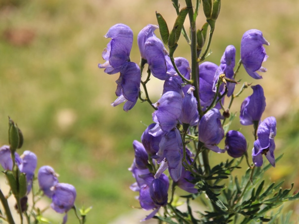 Fleurs
