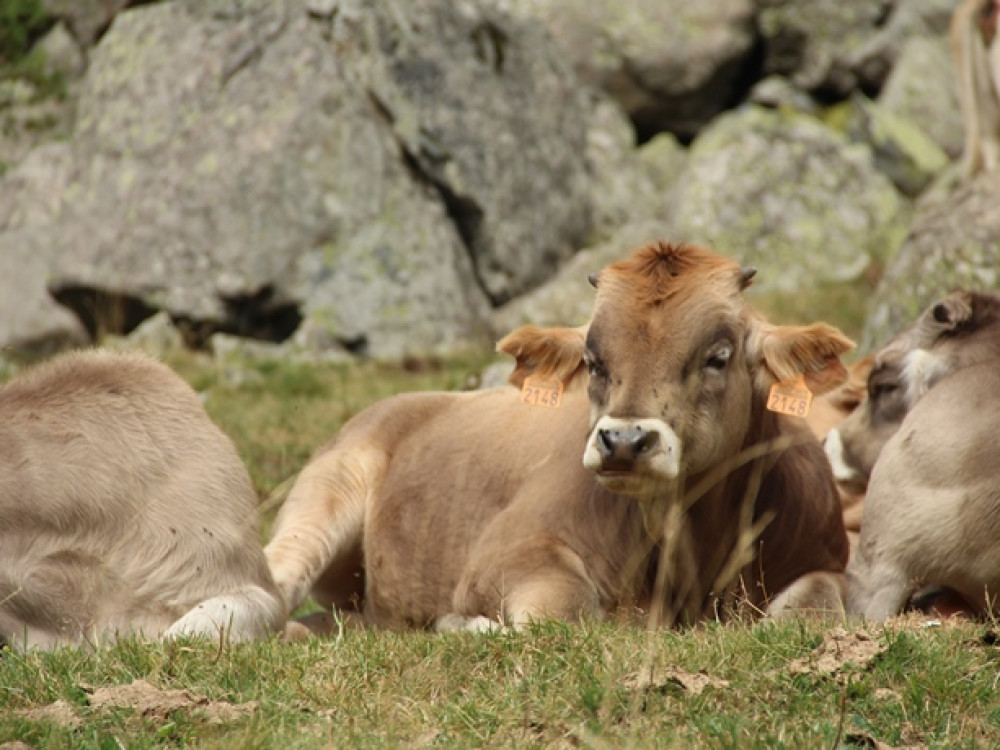 Vaches