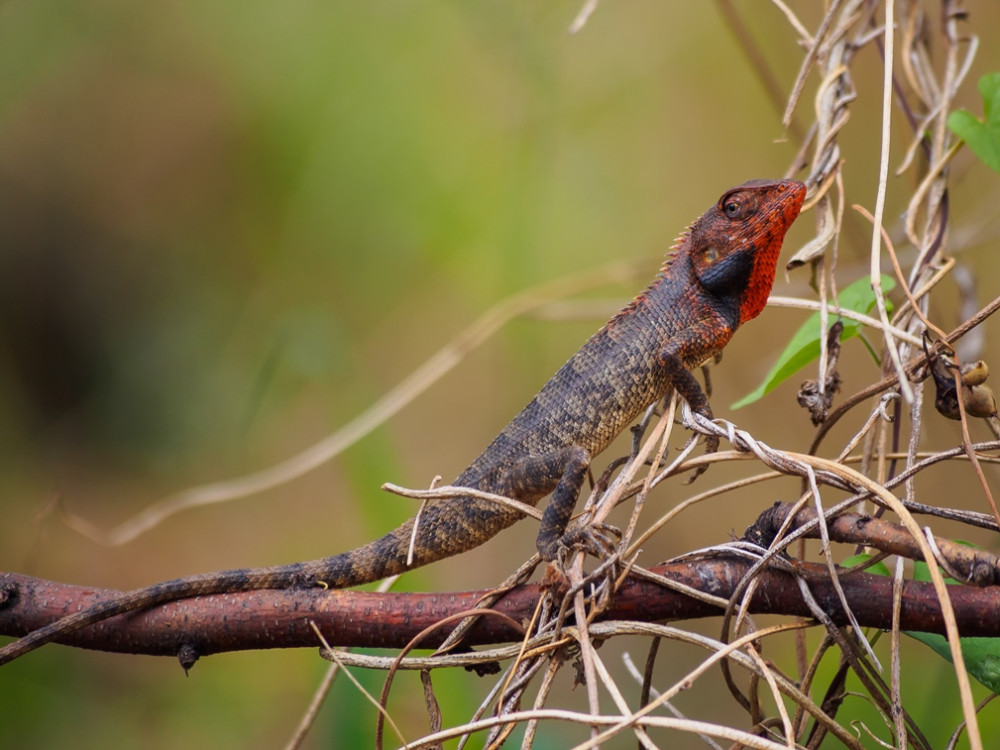 Reptile