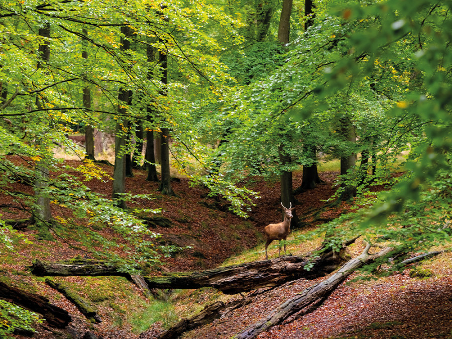 Randonnée dans la forêt d'Arnsberg Randonnée dans la forêt d'Arnsberg
