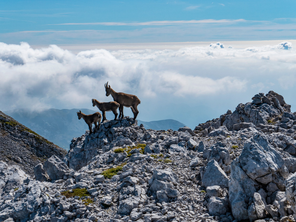 Chamois lors d'une randonnée en Slovénie