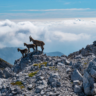 Image pour Randonnée en Slovénie