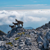 Image pour Randonnée en Slovénie