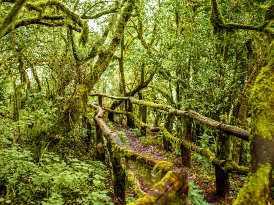 Nature à La Gomera Nature à La Gomera