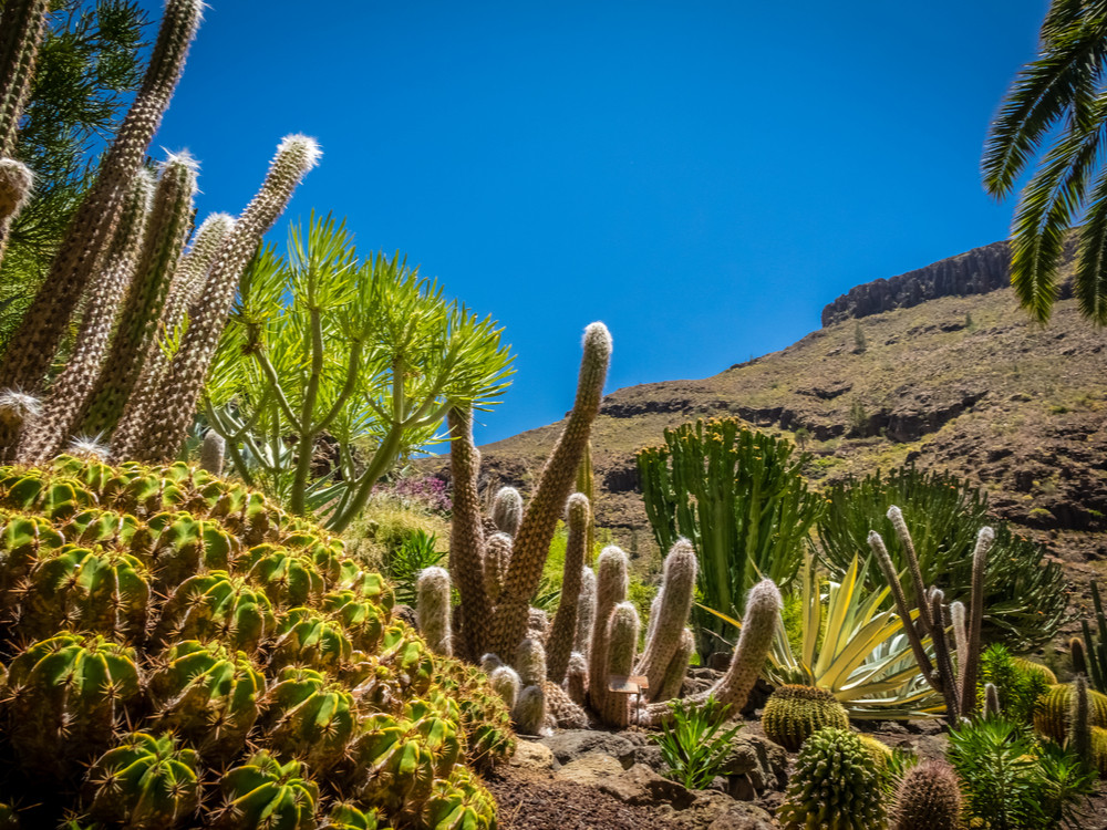 Cactus à Grande Canarie