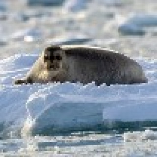 Image pour Nordic - Voyage de groupe Spitsbergen