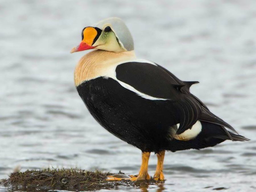 Oiseaux Spitzberg