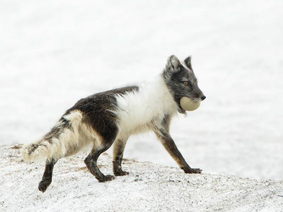 Renard polaire avec oeuf