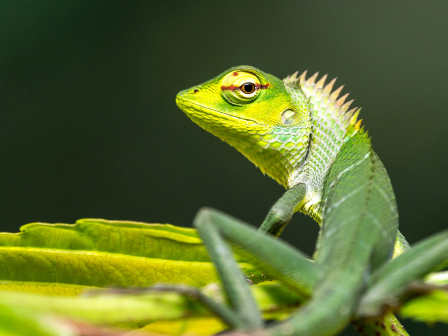 Voyage nature au Sri Lanka