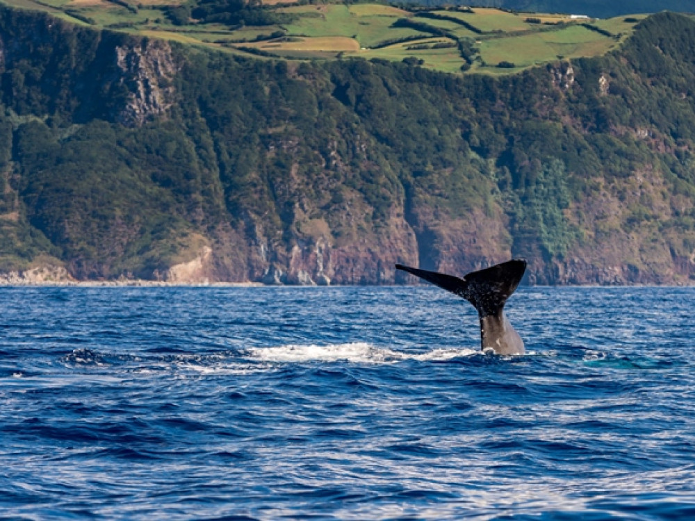 Excursion d'observation des baleines à São Miguel