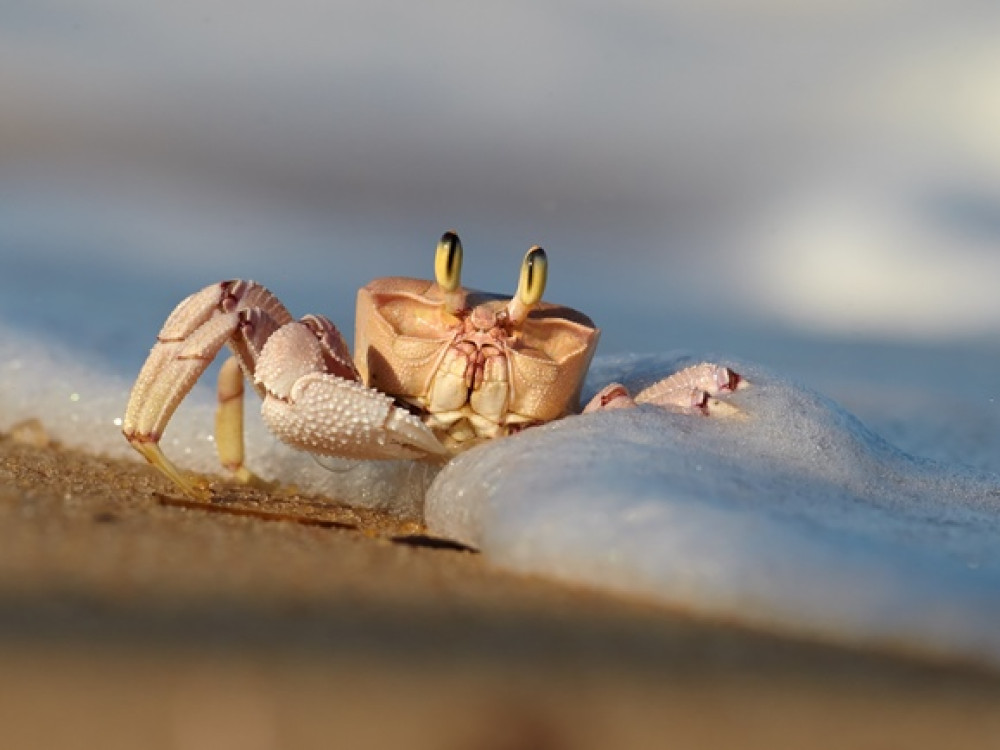Crabe à Zanzibar