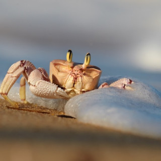 Image pour Zanzibar