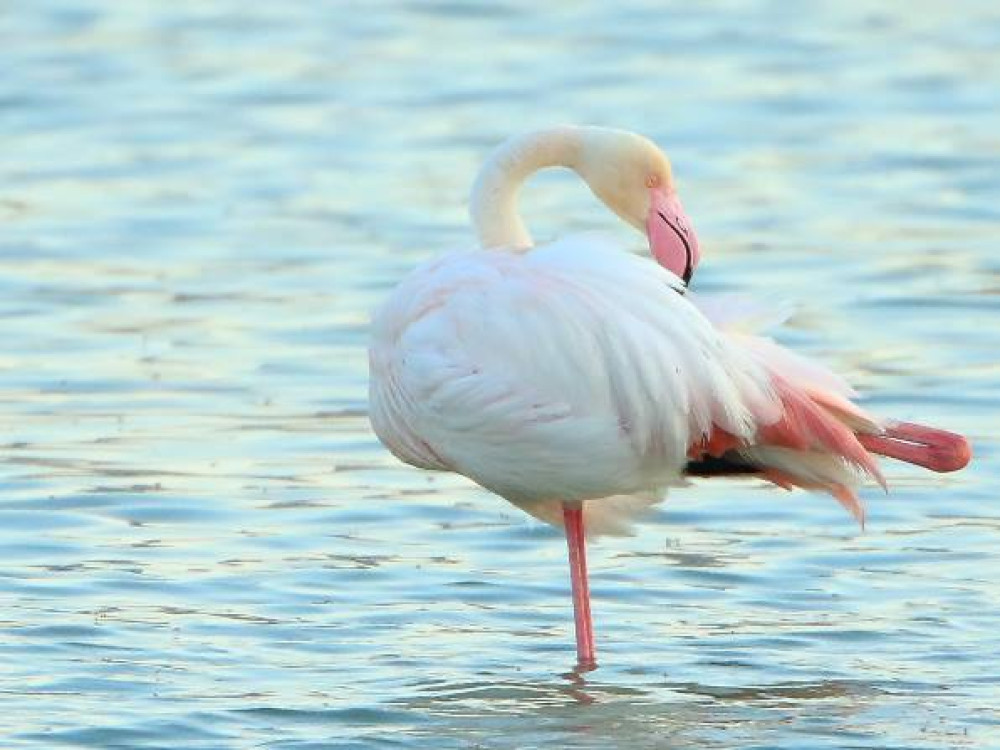 Camargue