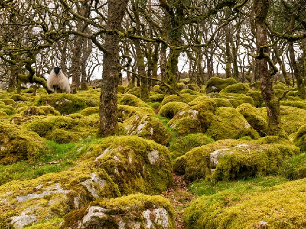 Parc national de Dartmoor