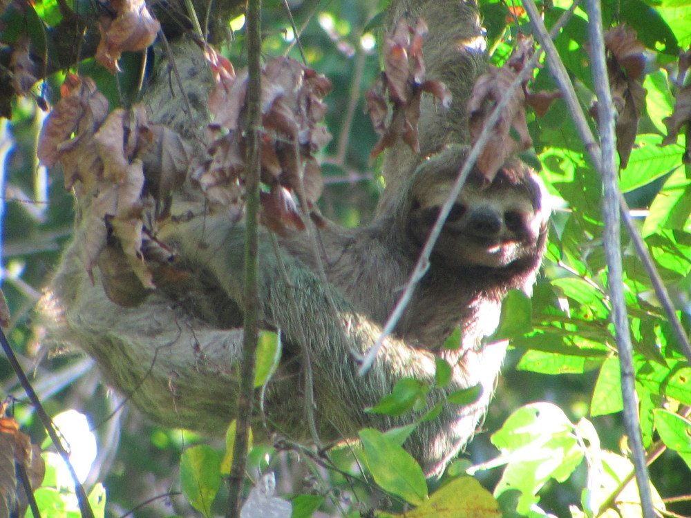 Paresseux dans le parc national de Manuel Antonio