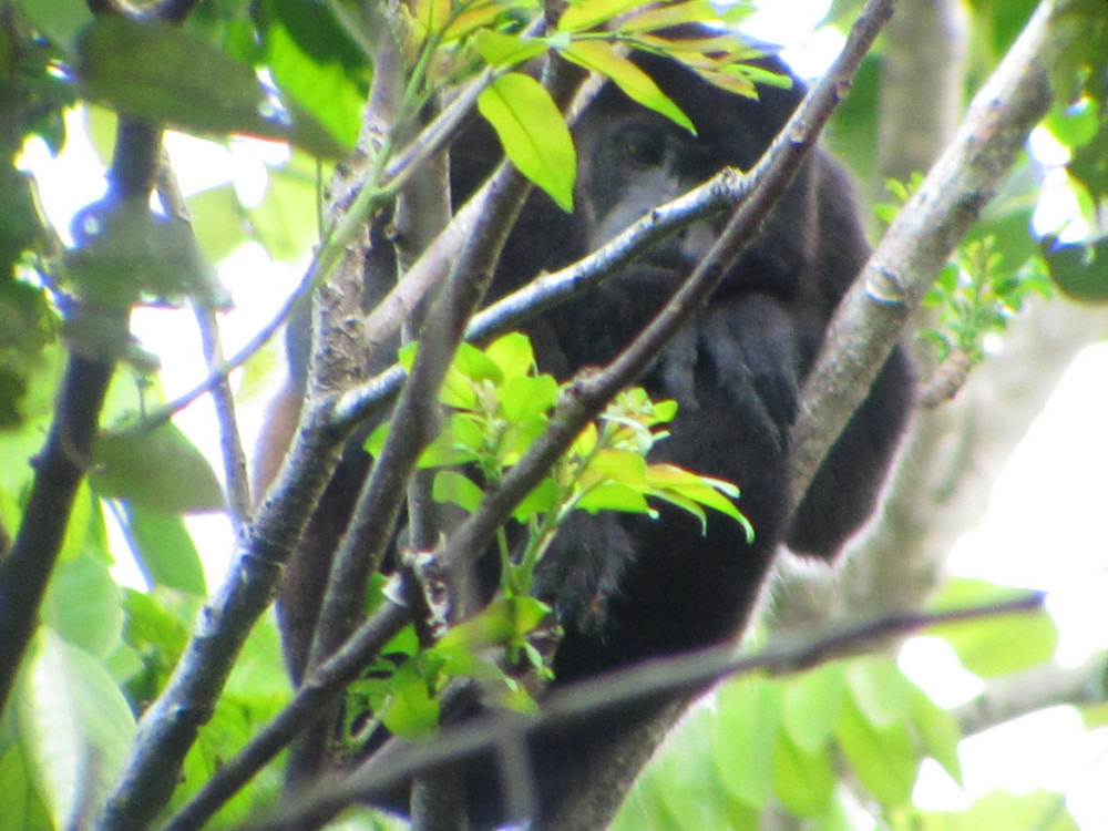 Singes hurleurs dans le parc national de Manuel Antonio