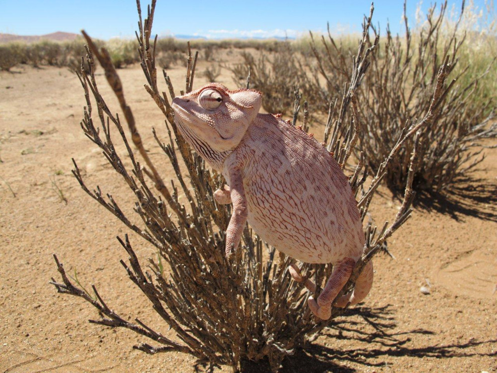 Caméléon à Sossusvlei