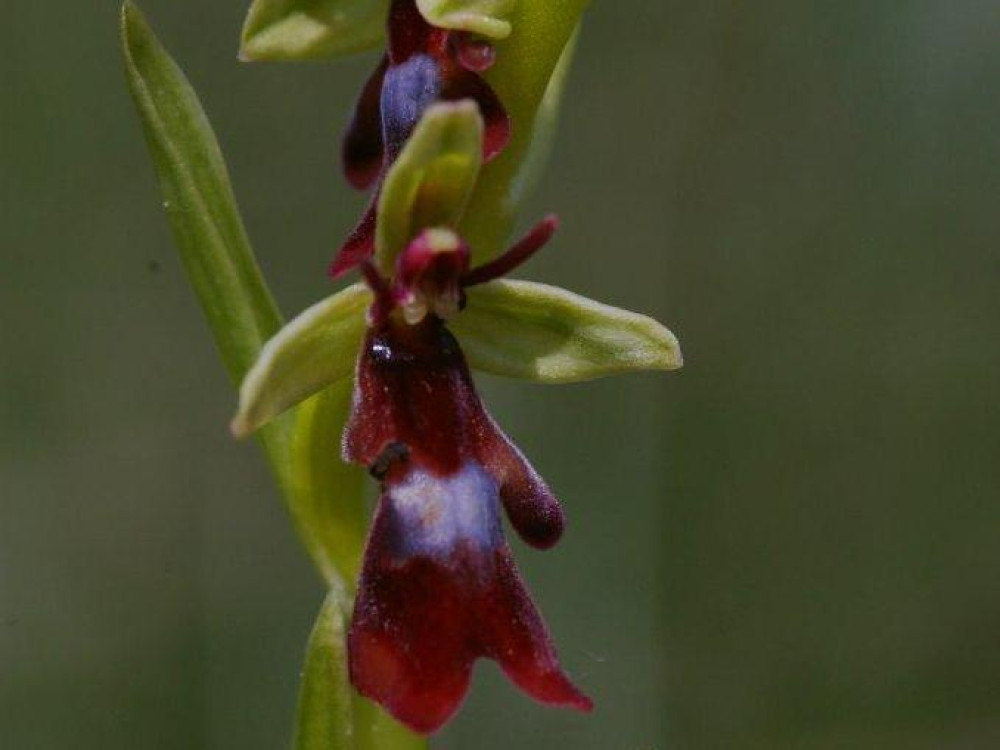 Ophrys mouche