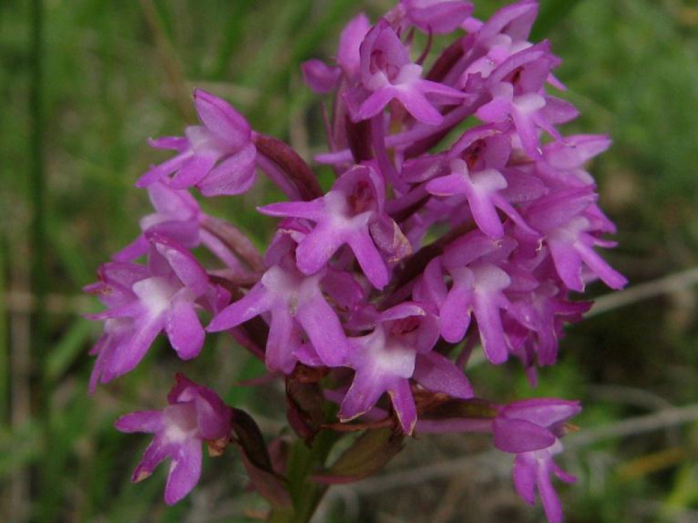 L’Orchis pyramidal