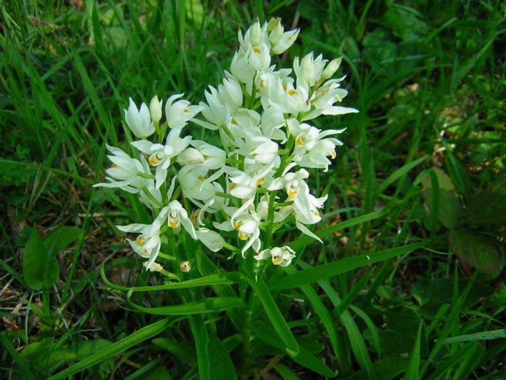 Céphalanthère à feuilles étroites