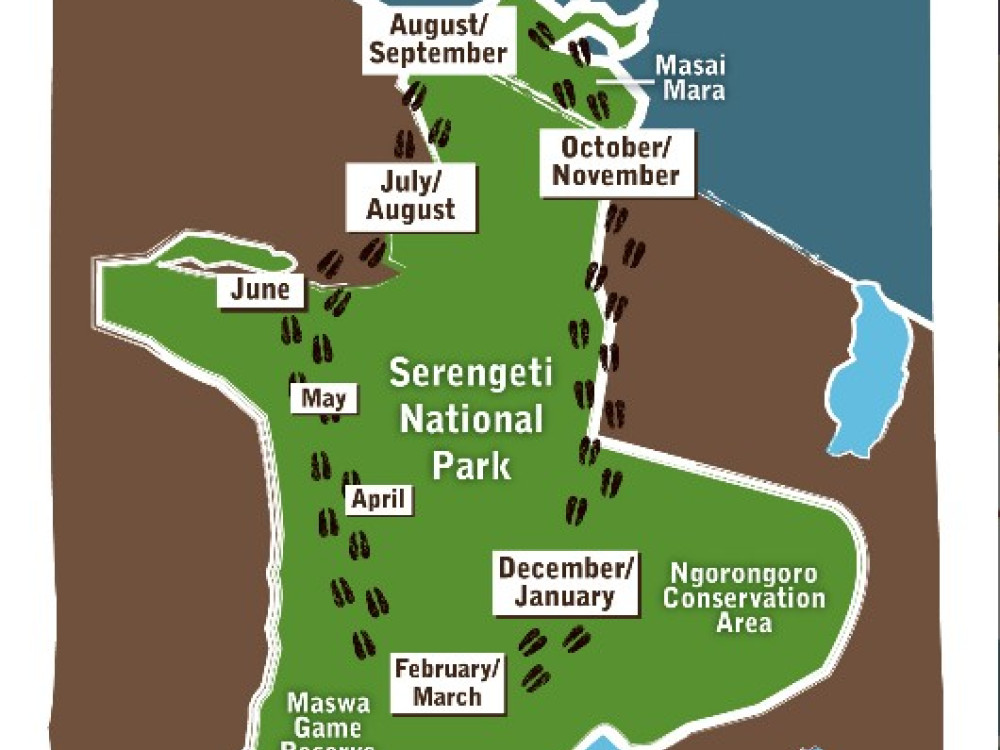 Migration du Serengeti