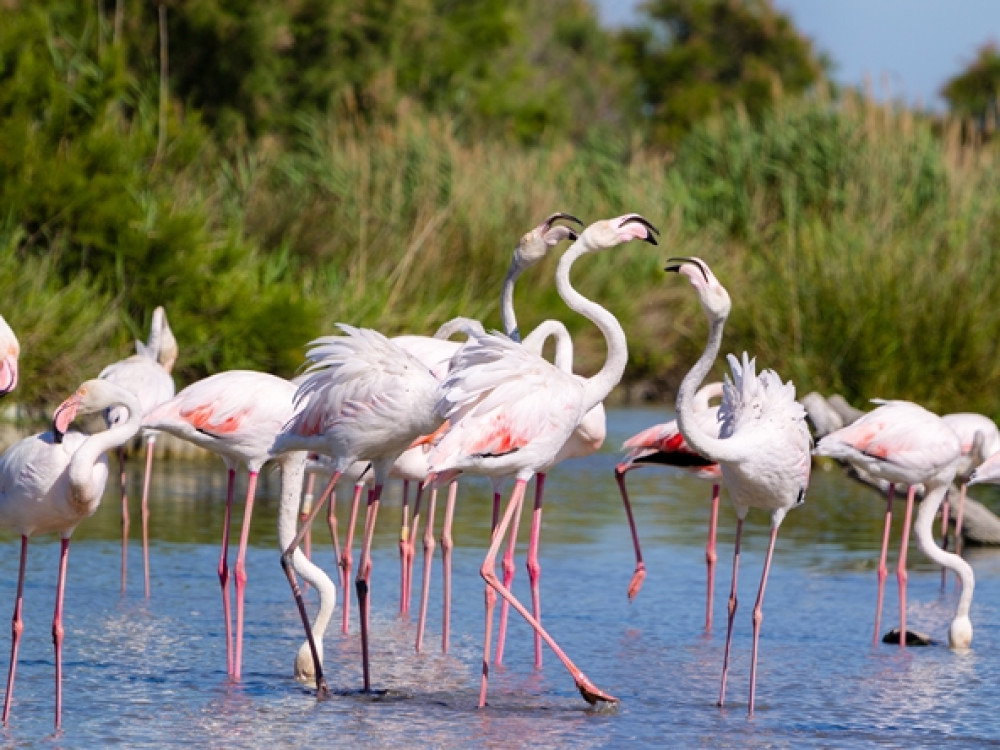 Nature Côte d'Azur - Camargue