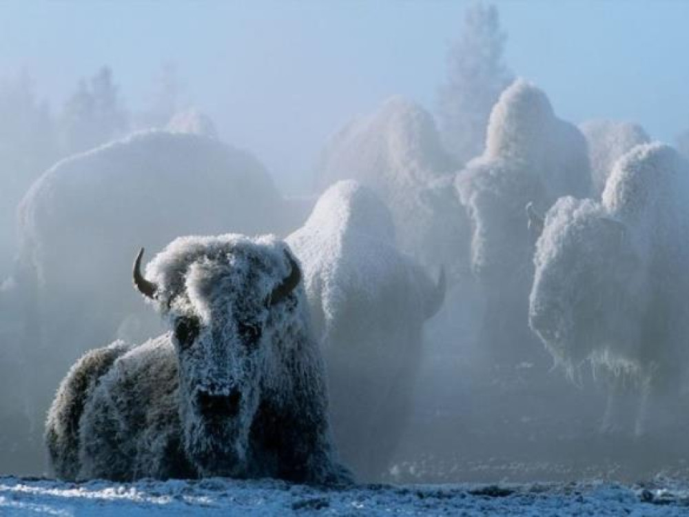 L'hiver au Yellowstone