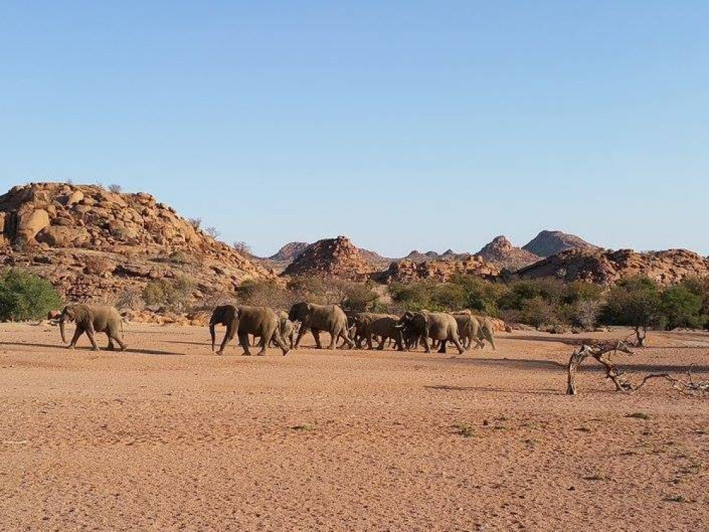 Eléphants à Twyfelfontein