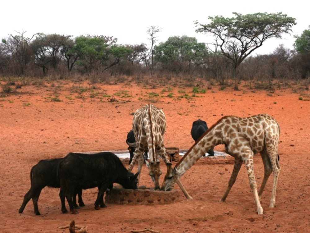 Animaux au Waterberg