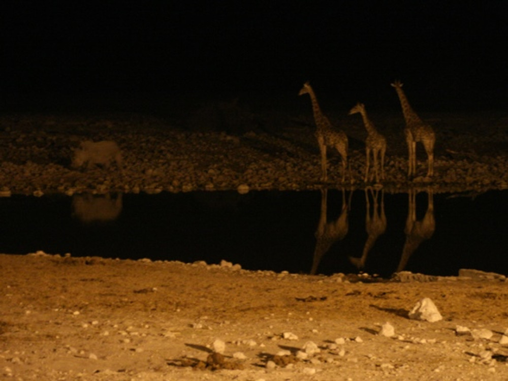 Okaukuejo la nuit
