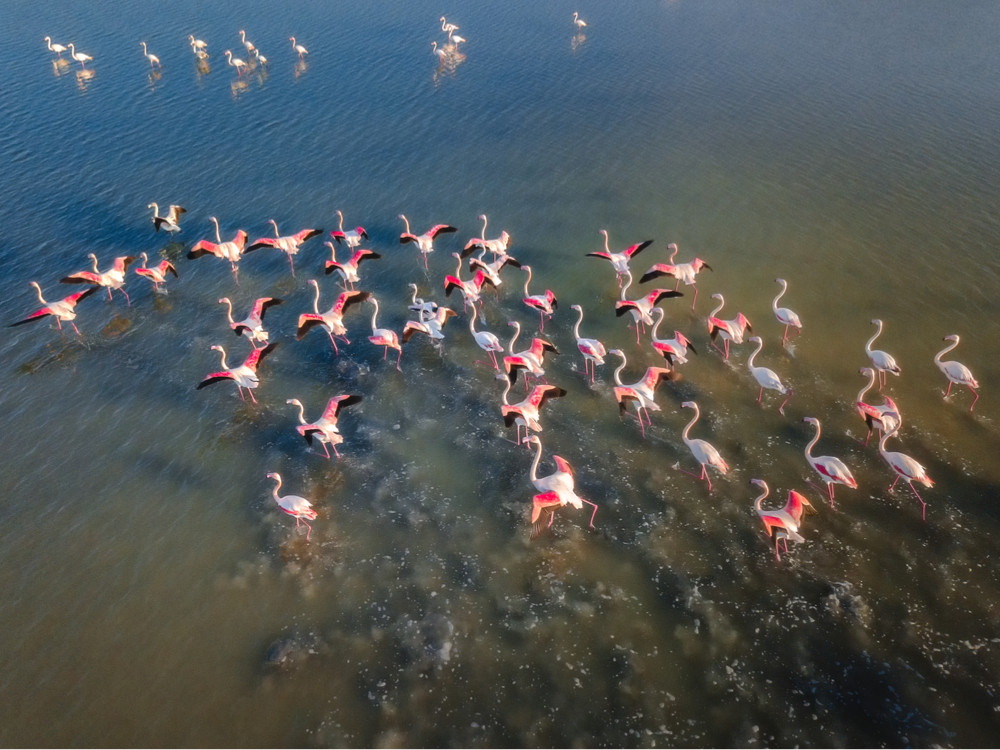 Les flamants roses de Kos