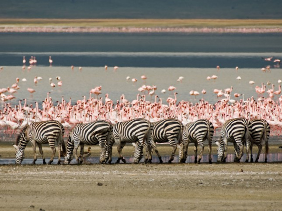 La faune sauvage en Tanzanie