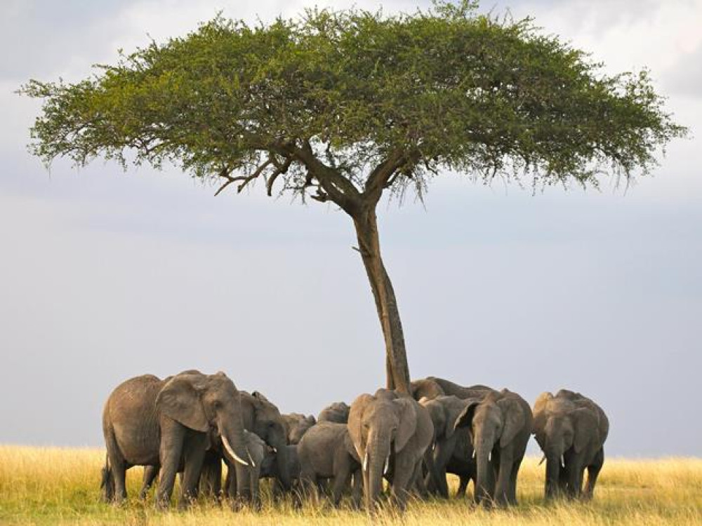 Masai Mara au Kénya
